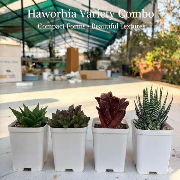 Haworthia Combo Pack of 4 Succulents in White Pots - Samarth Cactus Nursery.