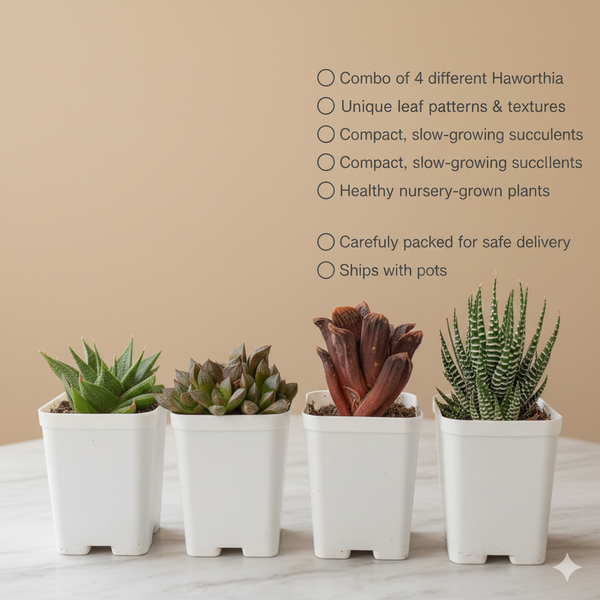 Haworthia Succulent Combo (Pack of 4) - Low Maintenance Indoor Plants.