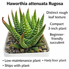 Haworthia attenuata f. rugosay