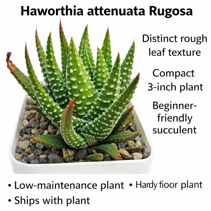 Haworthia attenuata f. rugosay
