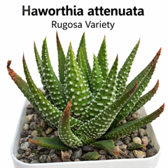 Haworthia attenuata f. rugosay