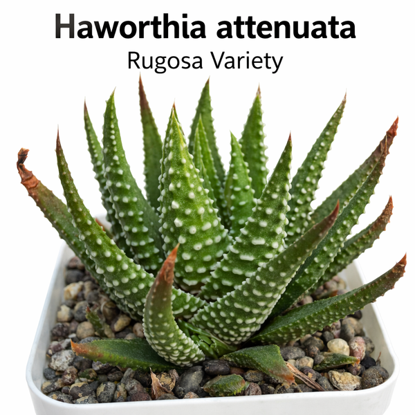 Haworthia attenuata f. rugosay