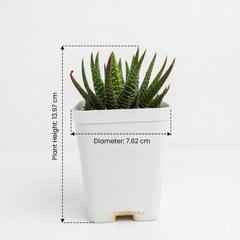 Haworthia attenuata f. rugosay