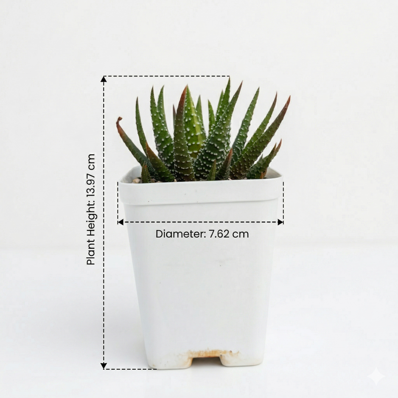 Haworthia attenuata f. rugosay