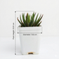 Haworthia attenuata f. rugosay