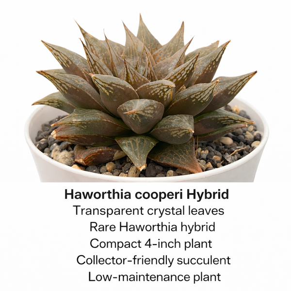 Haworthia cooperi hybrid