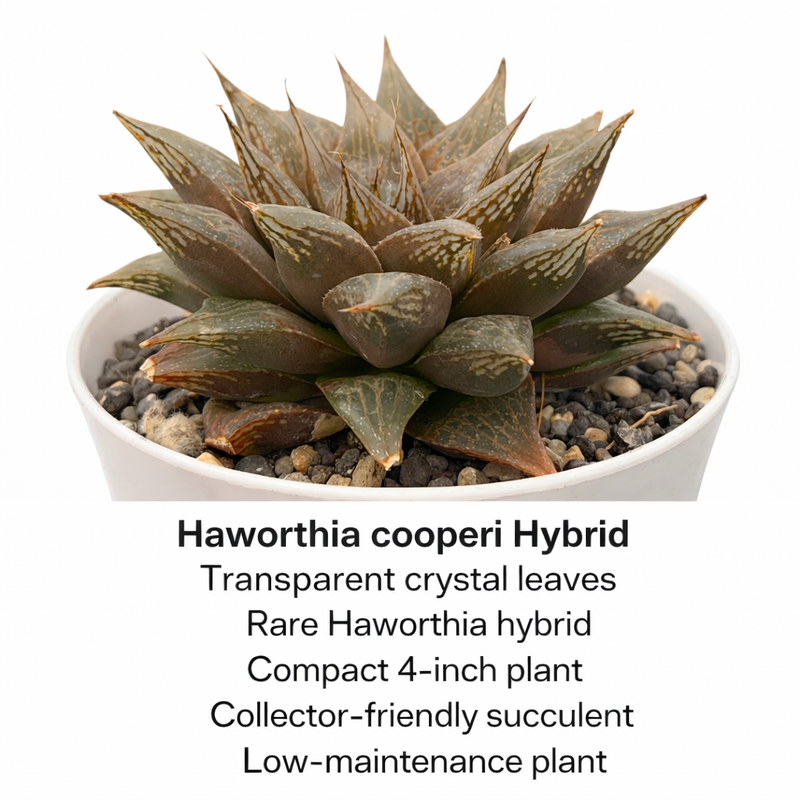Haworthia cooperi hybrid