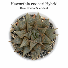 Haworthia cooperi hybrid