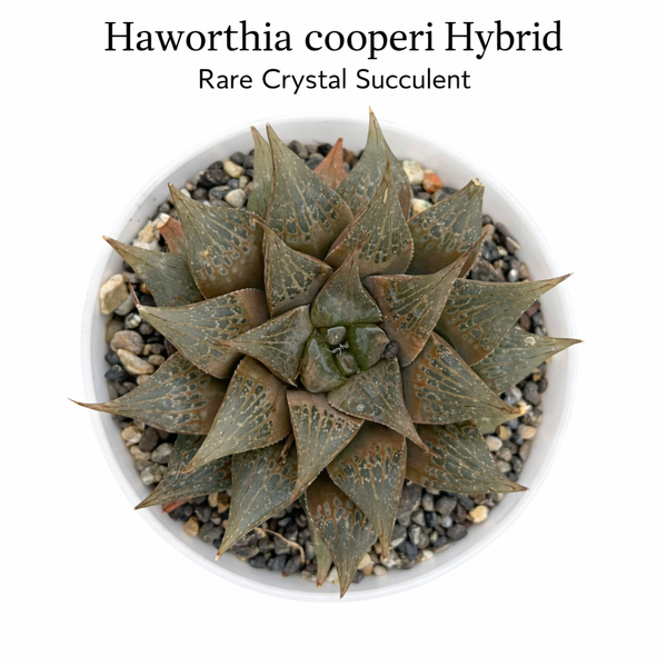 Haworthia cooperi hybrid