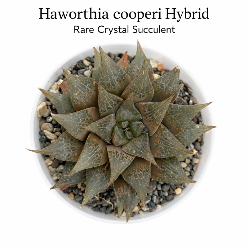 Haworthia cooperi hybrid
