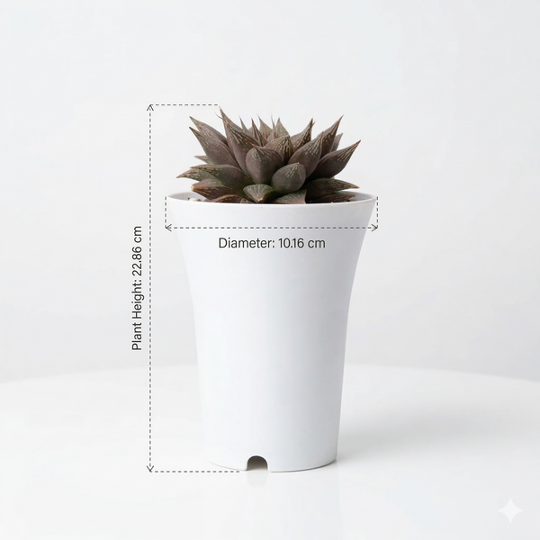 Haworthia cooperi hybrid