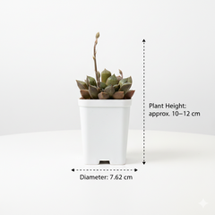 Haworthia emelyae var