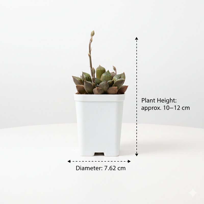 Haworthia emelyae var
