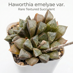 Haworthia emelyae var