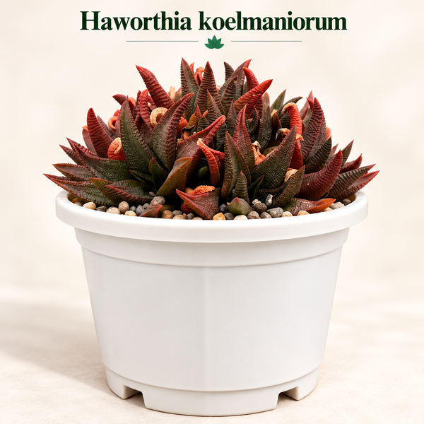 Haworthia koelmaniorum