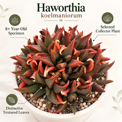 Haworthia koelmaniorum