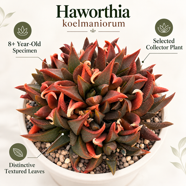 Haworthia koelmaniorum
