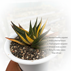 Haworthia limifolia variegated