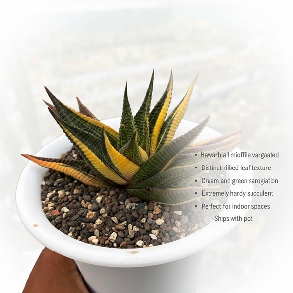 Haworthia limifolia variegated