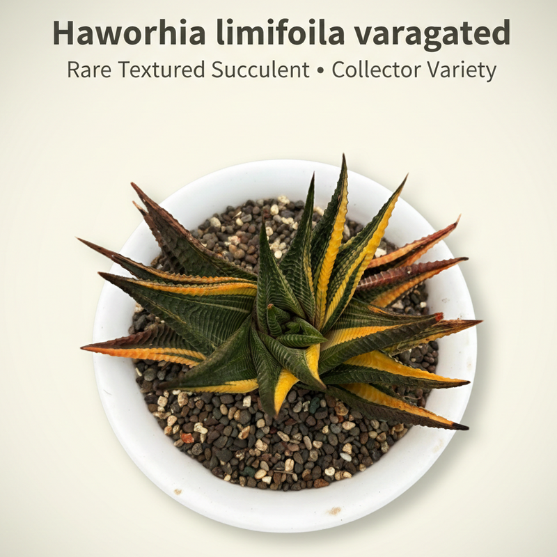 Haworthia limifolia variegated