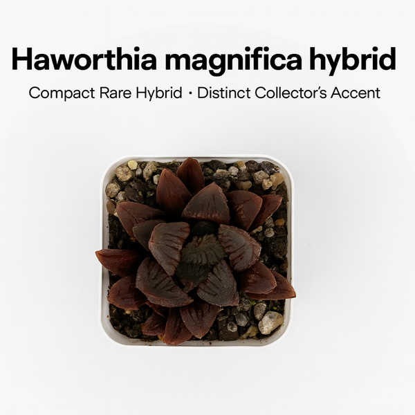Haworthia magnifica hybrid