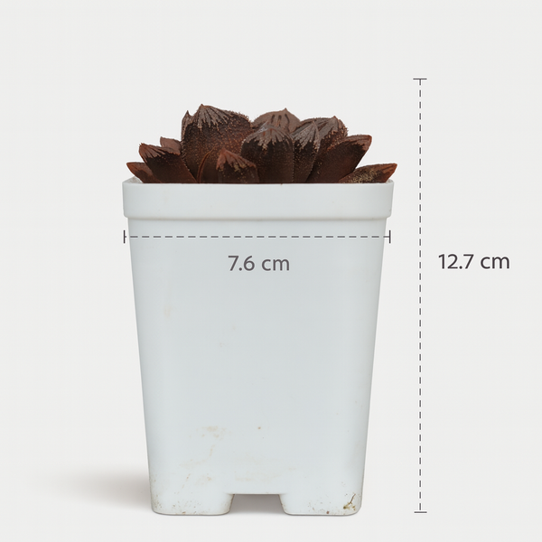 Haworthia magnifica hybrid