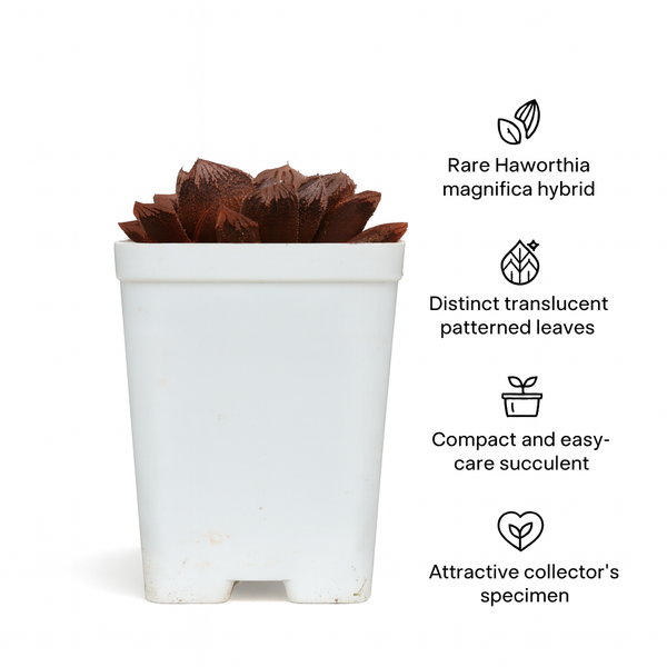 Haworthia magnifica hybrid