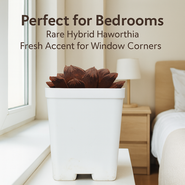 Haworthia magnifica hybrid