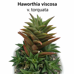 Haworthia viscosa v. torquata