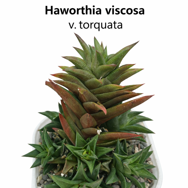 Haworthia viscosa v. torquata