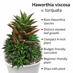 Haworthia viscosa v. torquata