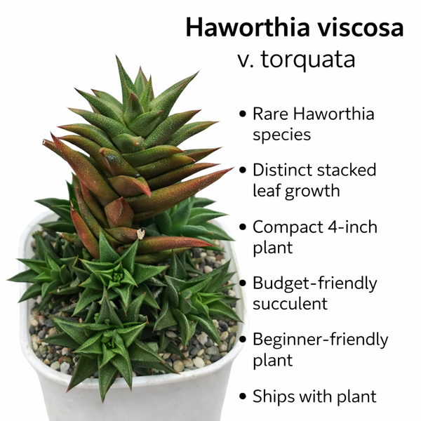 Haworthia viscosa v. torquata