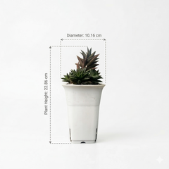 Haworthia viscosa v. torquata