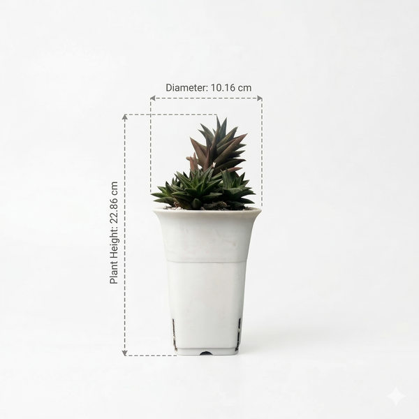 Haworthia viscosa v. torquata