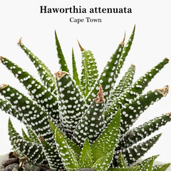 Haworthia attenuata Cape Town