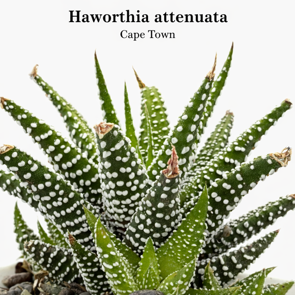 Haworthia attenuata Cape Town
