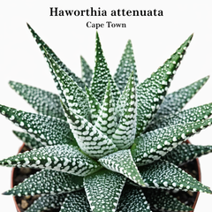 Haworthia attenuata Cape Town