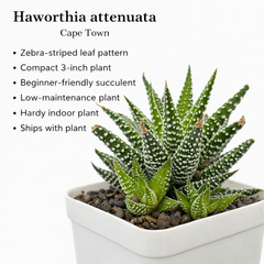 Haworthia attenuata Cape Town