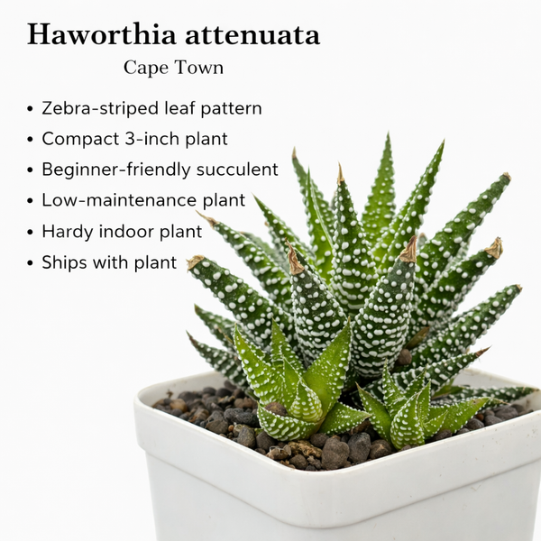 Haworthia attenuata Cape Town