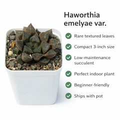 Haworthia emelyae var