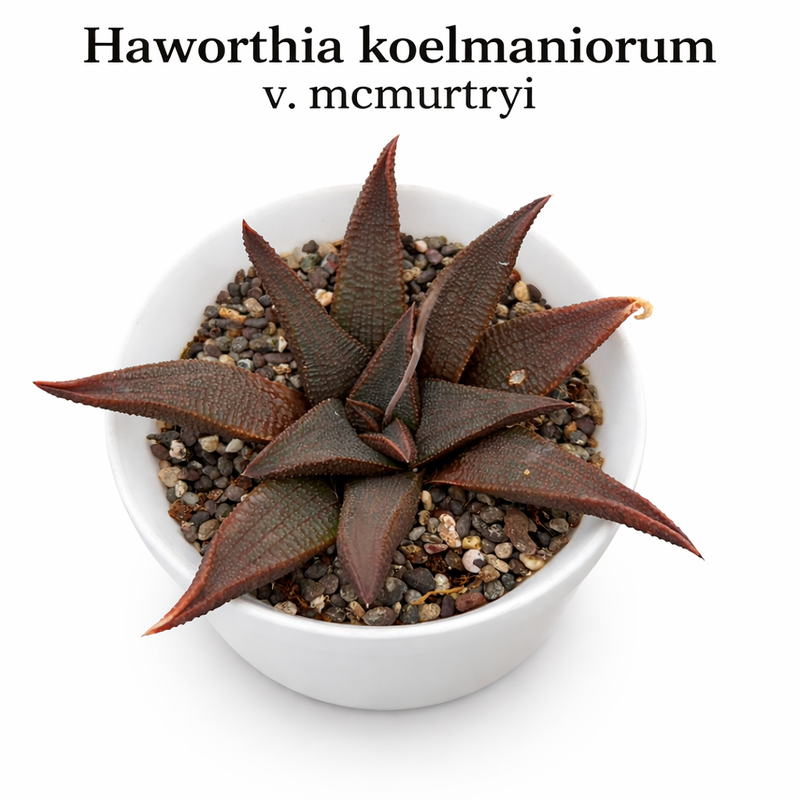 Haworthia koelmaniorum