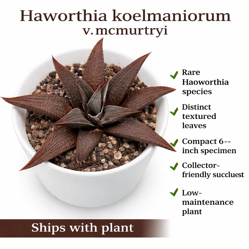 Haworthia koelmaniorum
