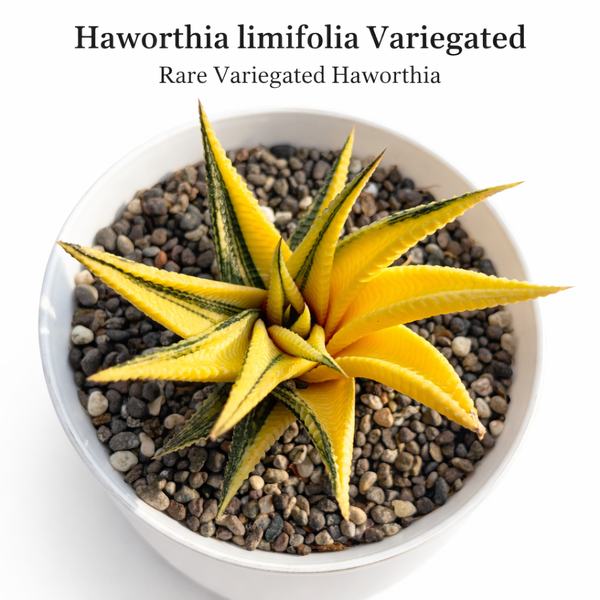 haworthia limifolia variegated