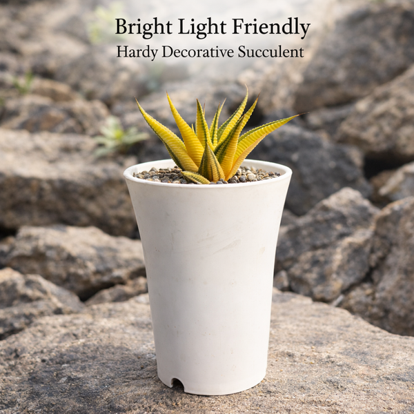 haworthia limifolia variegated