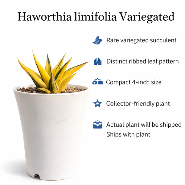 haworthia limifolia variegated