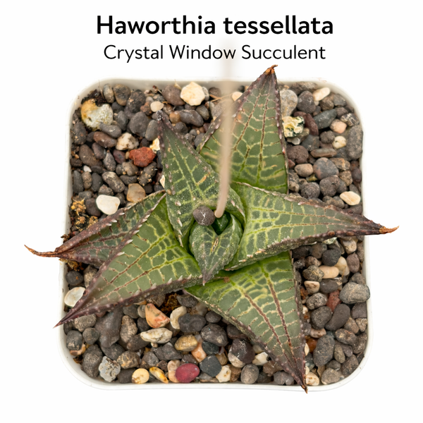 Haworthia venosa tessellata