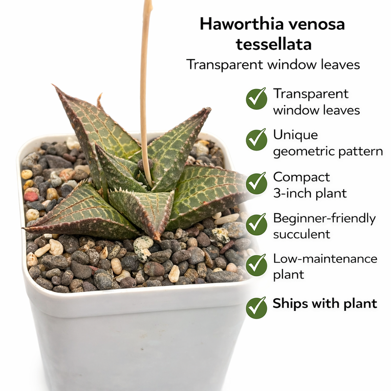 Haworthia venosa tessellata