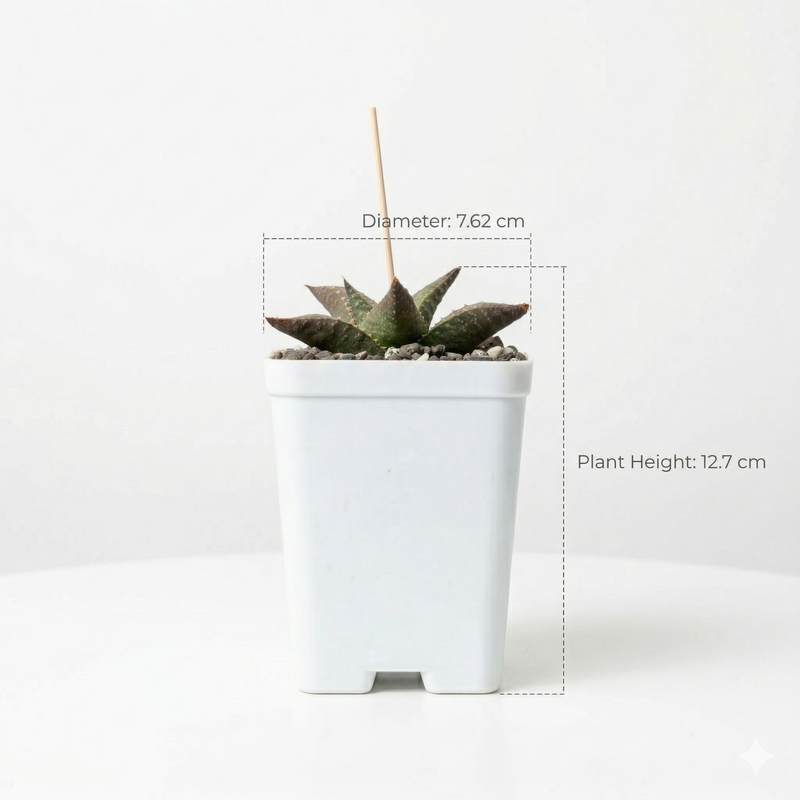 Haworthia venosa tessellata