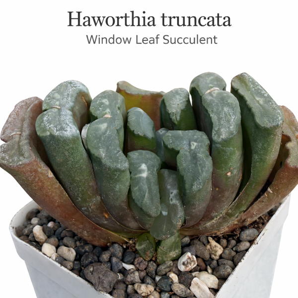 Haworthia truncata