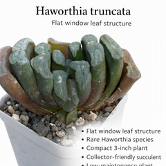 Haworthia truncata